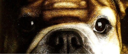 bulldogs-eyes1.jpg